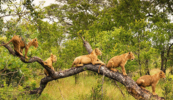 Lion cubs in a tree in Singita Game Reserve.